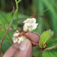 Begonia ulmifolia Willd.